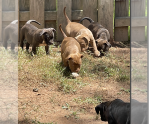 American Bully Litter for sale in DAMASCUS, MD, USA