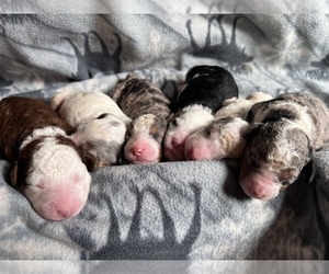 Miniature Bernedoodle Litter for sale in CONNEAUT, OH, USA