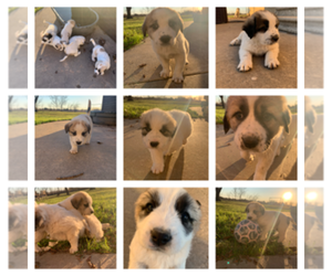 Central Asian shepherd-Pyredoodle Mix Litter for sale in VAN ALSTYNE, TX, USA
