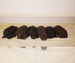 Small Photo #1 Labrador Retriever Puppy For Sale in CATO, NY, USA