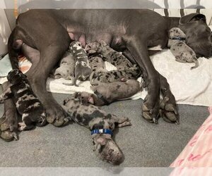 Great Dane Litter for sale in CAMPBELL, OH, USA
