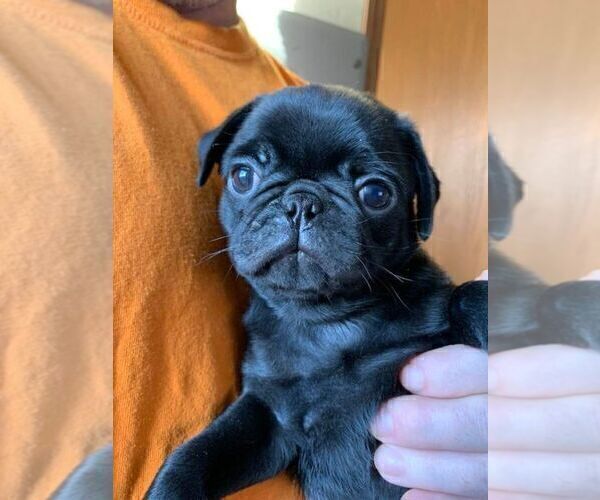 Medium Photo #1 Pug Puppy For Sale in HUDSON, IN, USA