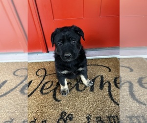 German Shepherd Dog Litter for sale in THOMPSONS STATION, TN, USA