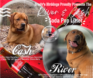 Labrador Retriever Litter for sale in CYPRESS, TX, USA