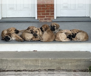 Shepweiller Litter for sale in FINDLAY, OH, USA
