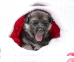 Small Photo #1 German Shepherd Dog Puppy For Sale in AUBURN, KY, USA