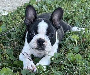 Faux Frenchbo Bulldog Litter for sale in NORTH SALEM, IN, USA