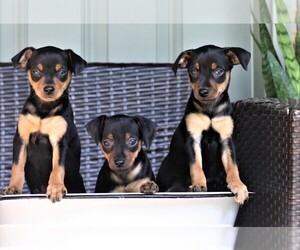 Miniature Pinscher Litter for sale in ACCIDENT, MD, USA