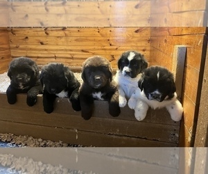 Newfoundland Litter for sale in WAUSEON, OH, USA