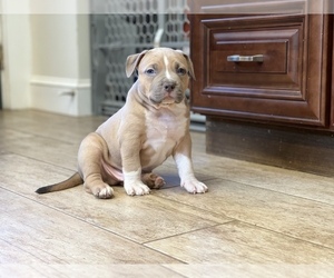American Bully Litter for sale in GRAHAM, NC, USA