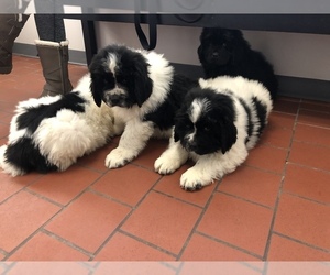 Newfoundland Litter for sale in SHAKOPEE, MN, USA