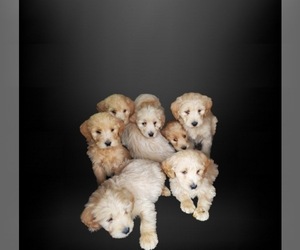 Goldendoodle Litter for sale in SPRINGFIELD, MO, USA