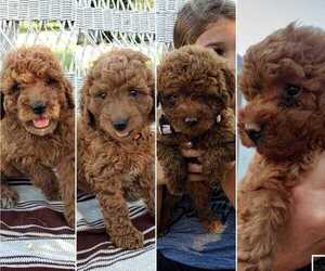 Goldendoodle Litter for sale in BREMEN, IN, USA