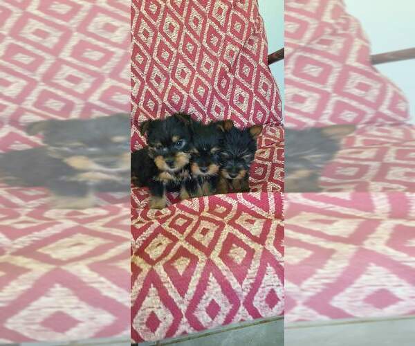 Medium Photo #1 Silky Terrier Puppy For Sale in WASHBURN, MO, USA
