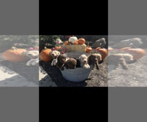 Labradoodle Litter for sale in KOKOMO, IN, USA