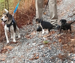 Frengle Litter for sale in ROBBINS, NC, USA