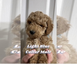 Goldendoodle Litter for sale in UNION CITY, TN, USA
