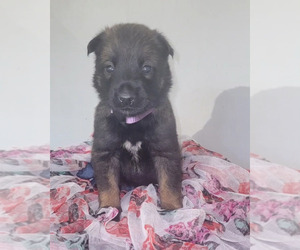 Belgian Malinois Litter for sale in DIXON, CA, USA