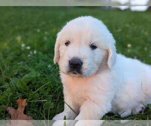 English Cream Golden Retriever Litter for sale in WOOSTER, OH, USA