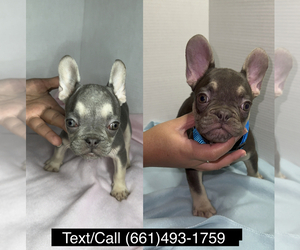 French Bulldog Litter for sale in WEST HILLS, CA, USA