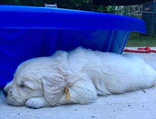 Medium Photo #1 Golden Retriever Puppy For Sale in BUFORD, GA, USA