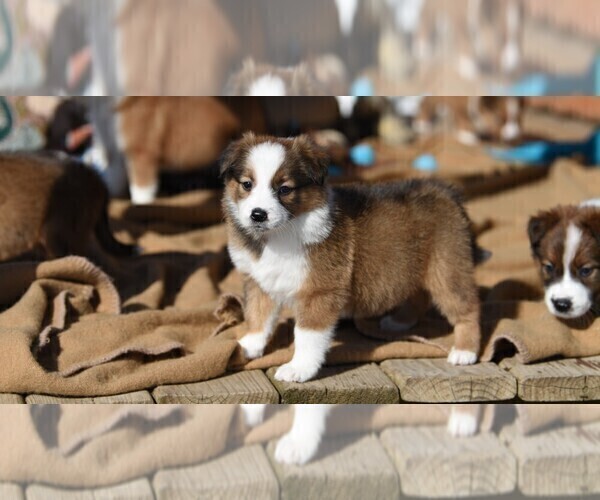 Medium Photo #1 English Shepherd Puppy For Sale in PARIS, MI, USA