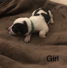 Texas Heeler Litter for sale in HOLTSVILLE, NY, USA