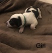 Small Photo #1 Texas Heeler Puppy For Sale in HOLTSVILLE, NY, USA
