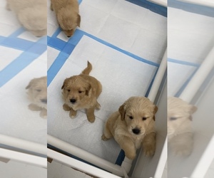 Golden Retriever Litter for sale in CORAL SPRINGS, FL, USA