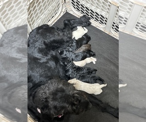 Labradoodle Litter for sale in WOLFFORTH, TX, USA