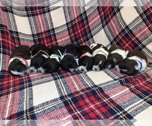 Portuguese Water Dog Litter for sale in WESTON, ID, USA