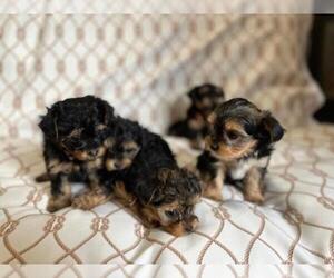 -Yorkshire Terrier Mix Litter for sale in GRANTSVILLE, UT, USA