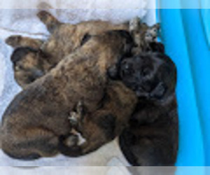 Leonberger-Rottle Mix Litter for sale in EUGENE, OR, USA