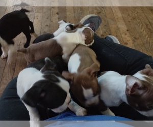 Boston Terrier Litter for sale in OWENSBORO, KY, USA