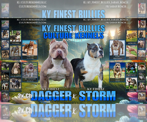 American Bully Litter for sale in FRANKLIN, KY, USA