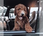 Small Photo #1 Goldendoodle (Miniature) Puppy For Sale in JENKS, OK, USA