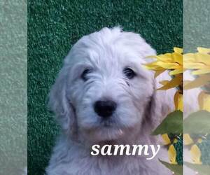 Goldendoodle Litter for sale in HONEY GROVE, PA, USA