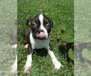 Boston Terrier Litter for sale in LOUISVILLE, KY, USA