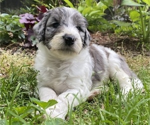 Bernedoodle-Sheepadoodle Mix Litter for sale in LOUISVILLE, KY, USA
