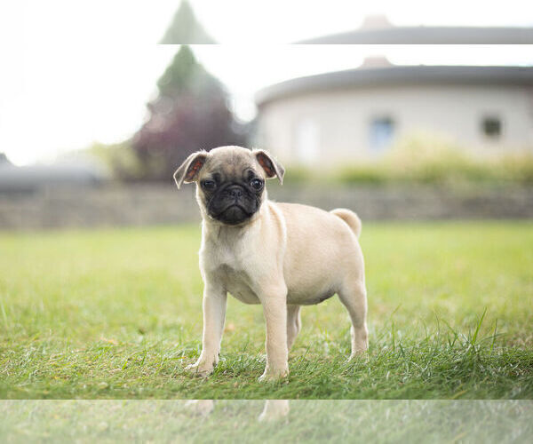 Medium Photo #1 Pug Puppy For Sale in WARSAW, IN, USA