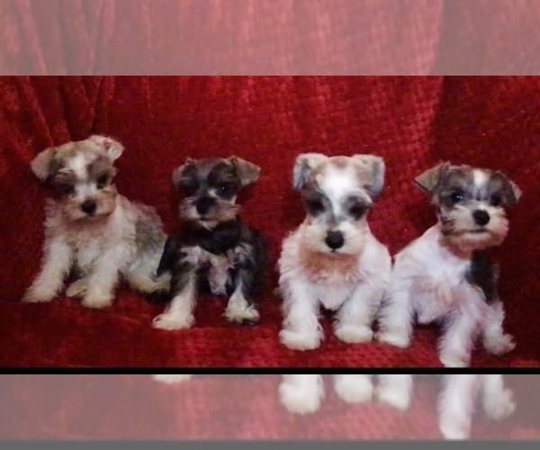 Medium Photo #1 Schnauzer (Miniature) Puppy For Sale in COLLEGE STATION, TX, USA