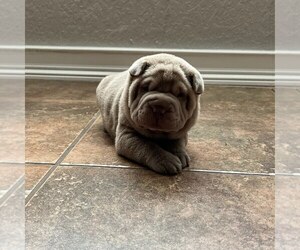 Chinese Shar-Pei Litter for sale in ORLANDO, FL, USA