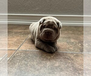 Medium Chinese Shar-Pei