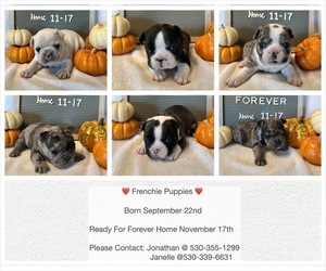 French Bulldog Litter for sale in COTTONWOOD, CA, USA