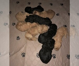 Goldendoodle Litter for sale in LEVELLAND, TX, USA