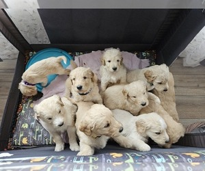 Goldendoodle Litter for sale in AUGUSTA, IL, USA