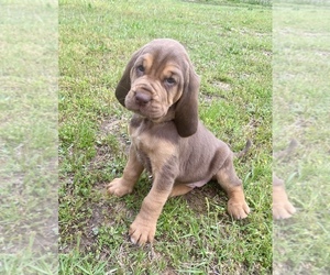 Bloodhound Litter for sale in WARRIOR, AL, USA
