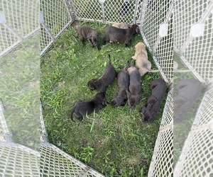 Mastador Litter for sale in MILFORD, IN, USA