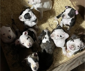 American Bulldog Litter for sale in The Dalles, OR, USA