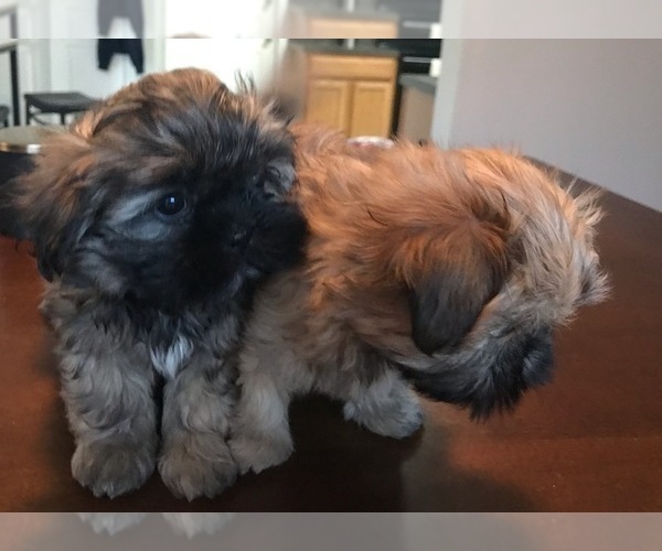 Medium Photo #1 Shih Tzu Puppy For Sale in RALEIGH, NC, USA